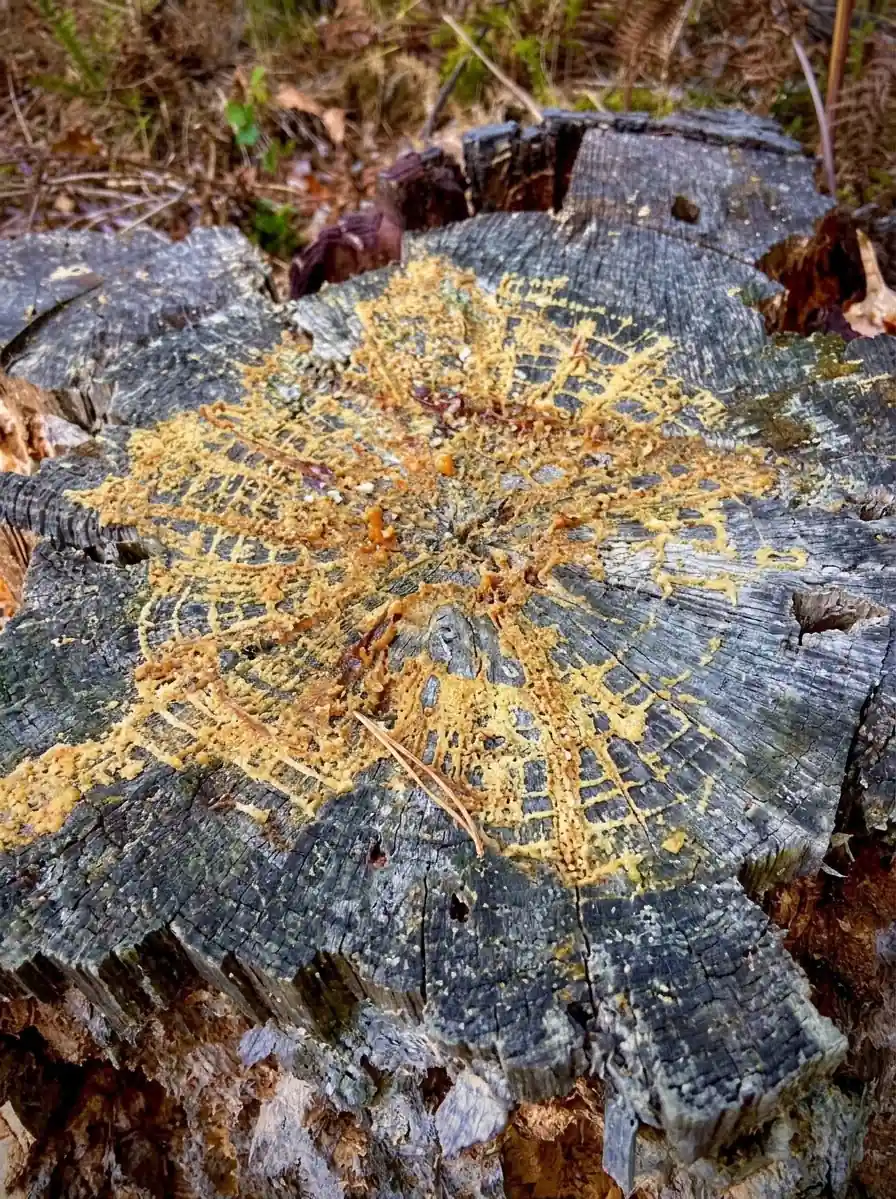 fatwood-pine-stump-resin-bushcraft-2