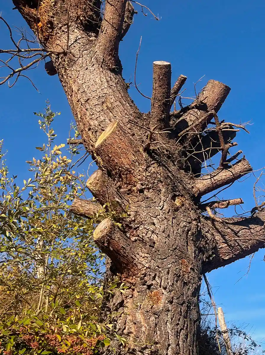 fatwood-pine-tree-stub-resin-bushcraft