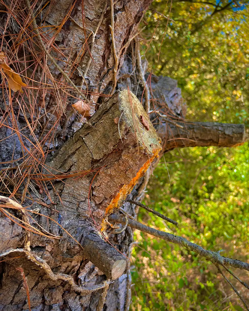 fatwood-resin-pine-tree-stub-bushcraft-lastbush-guide-1