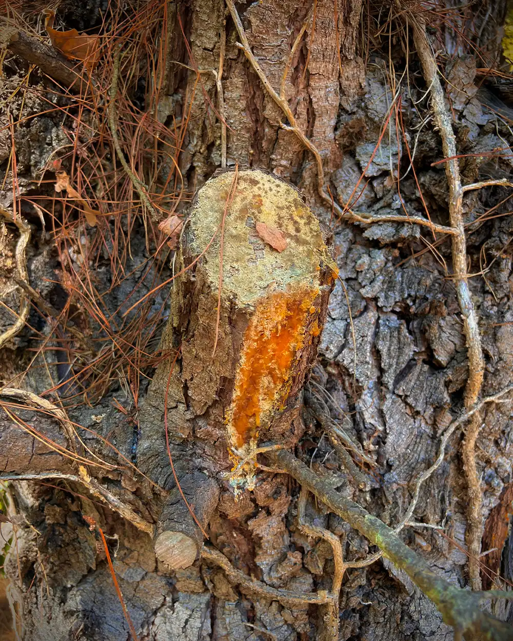 fatwood-resin-pine-tree-stub-bushcraft-lastbush-guide-2