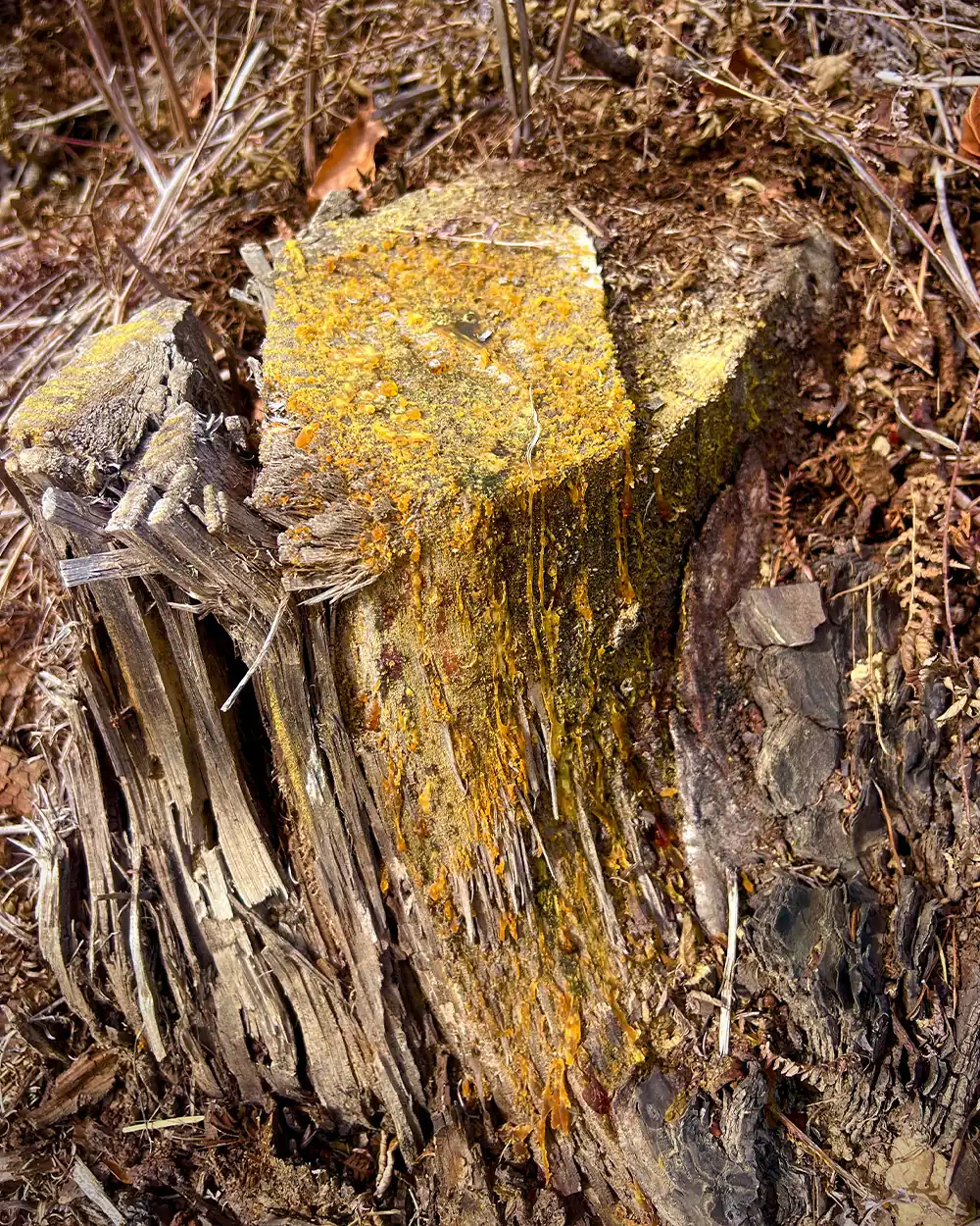 fatwood-resin-pine-tree-stump-bushcraft-lastbush-guide-1