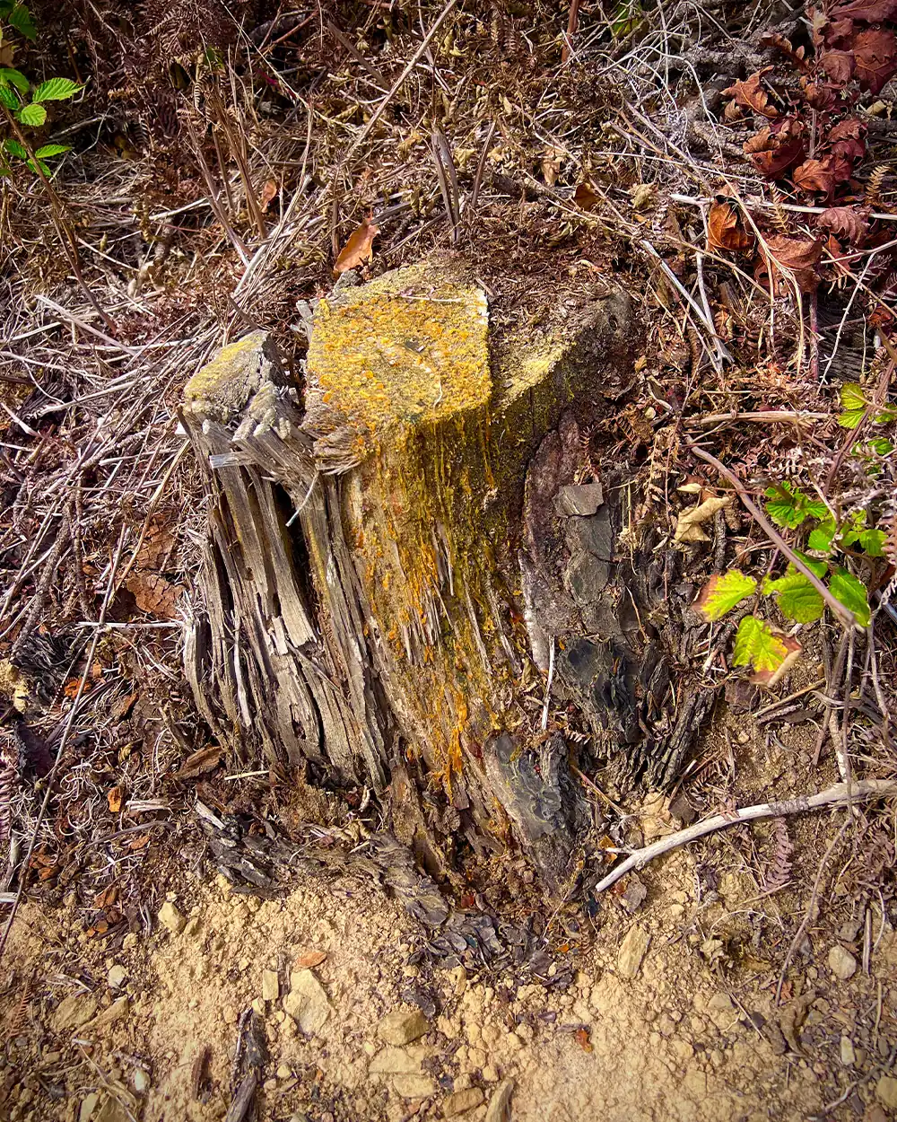 fatwood-resin-pine-tree-stump-bushcraft-lastbush-guide-2