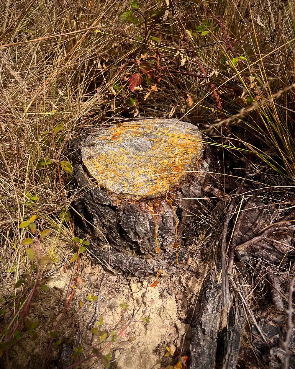 fatwood-resin-pine-tree-stump-bushcraft-lastbush-guide-4