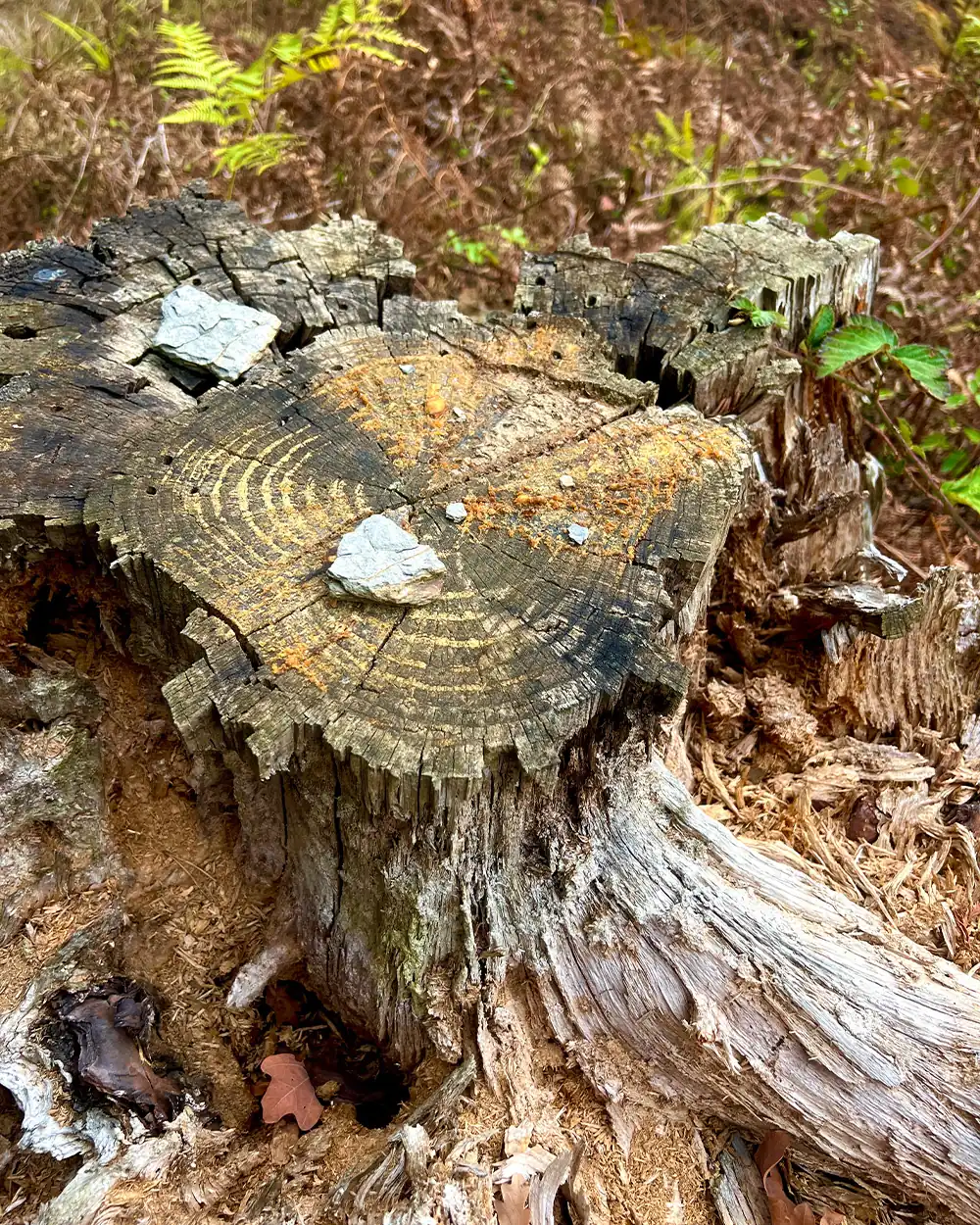 fatwood-resin-pine-tree-stump-bushcraft-lastbush-guide-8
