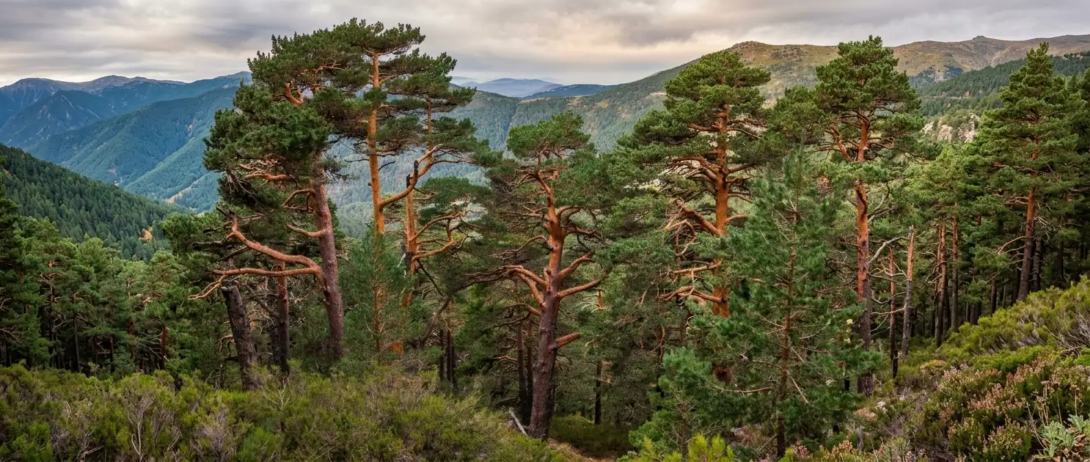 scots pine pinus sylvestris hot to find fatwood lastbush survival