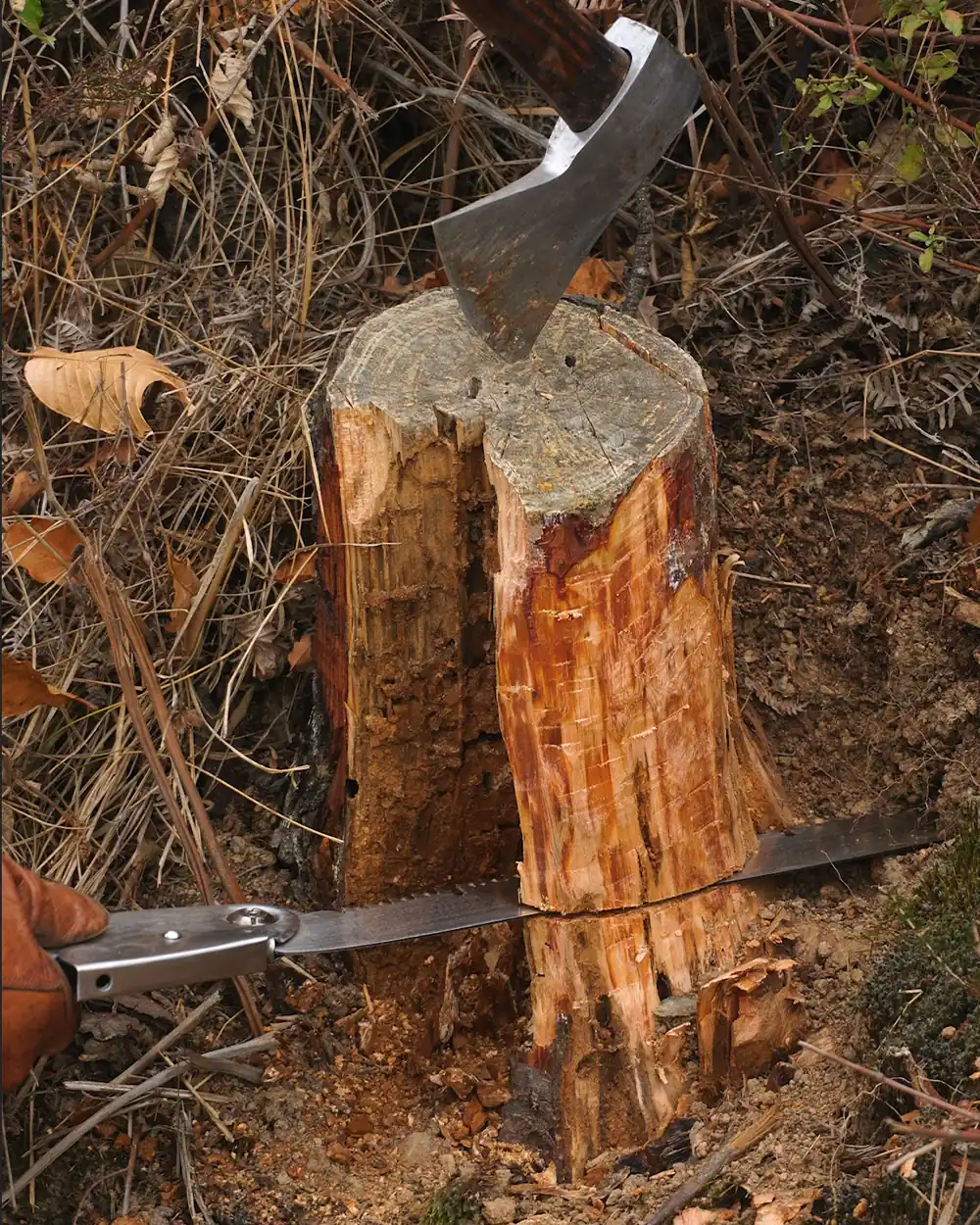 fatwood-resin-pine-tree-stump-bushcraft-lastbush-guide-10