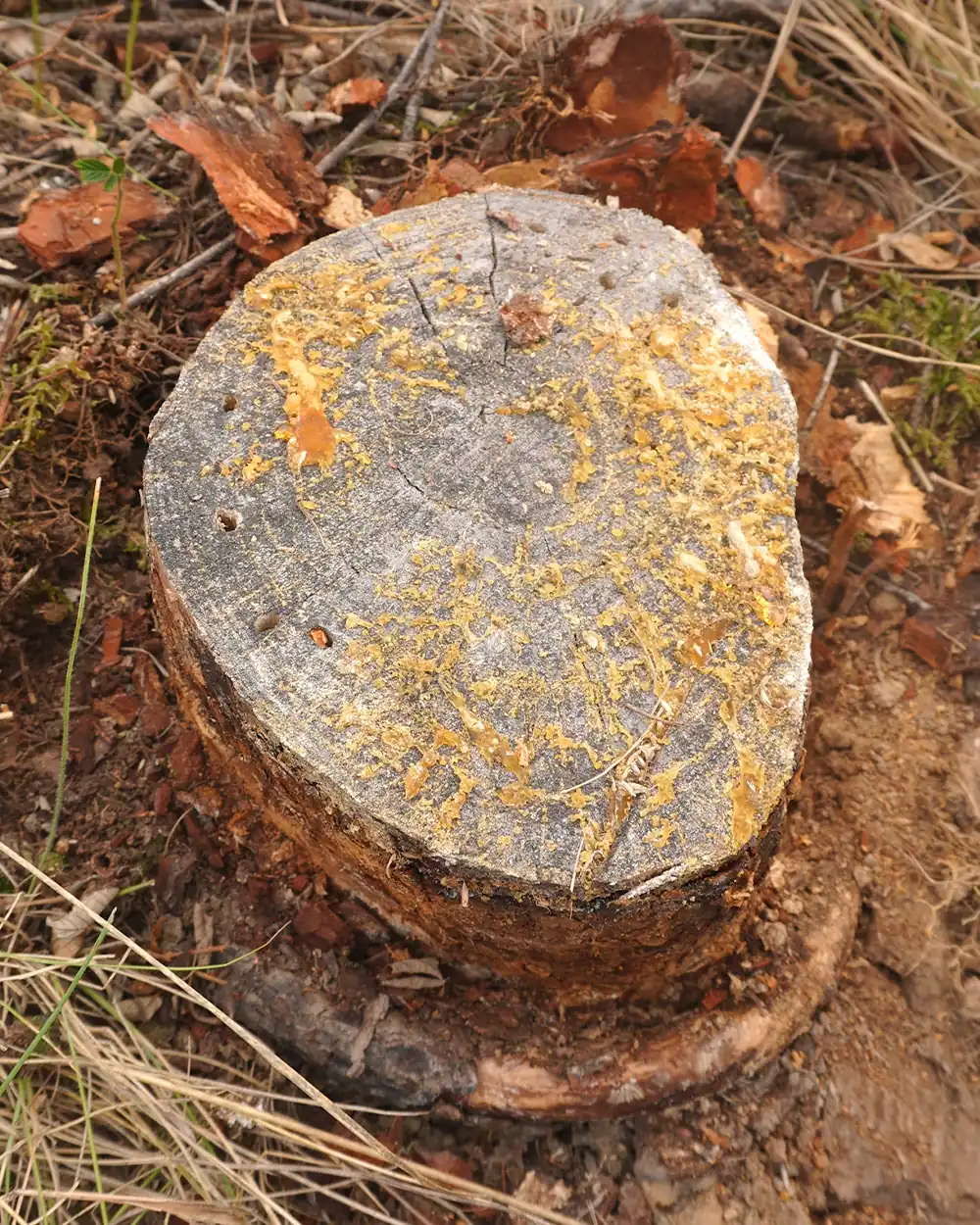 fatwood-resin-pine-tree-stump-bushcraft-lastbush-guide-11