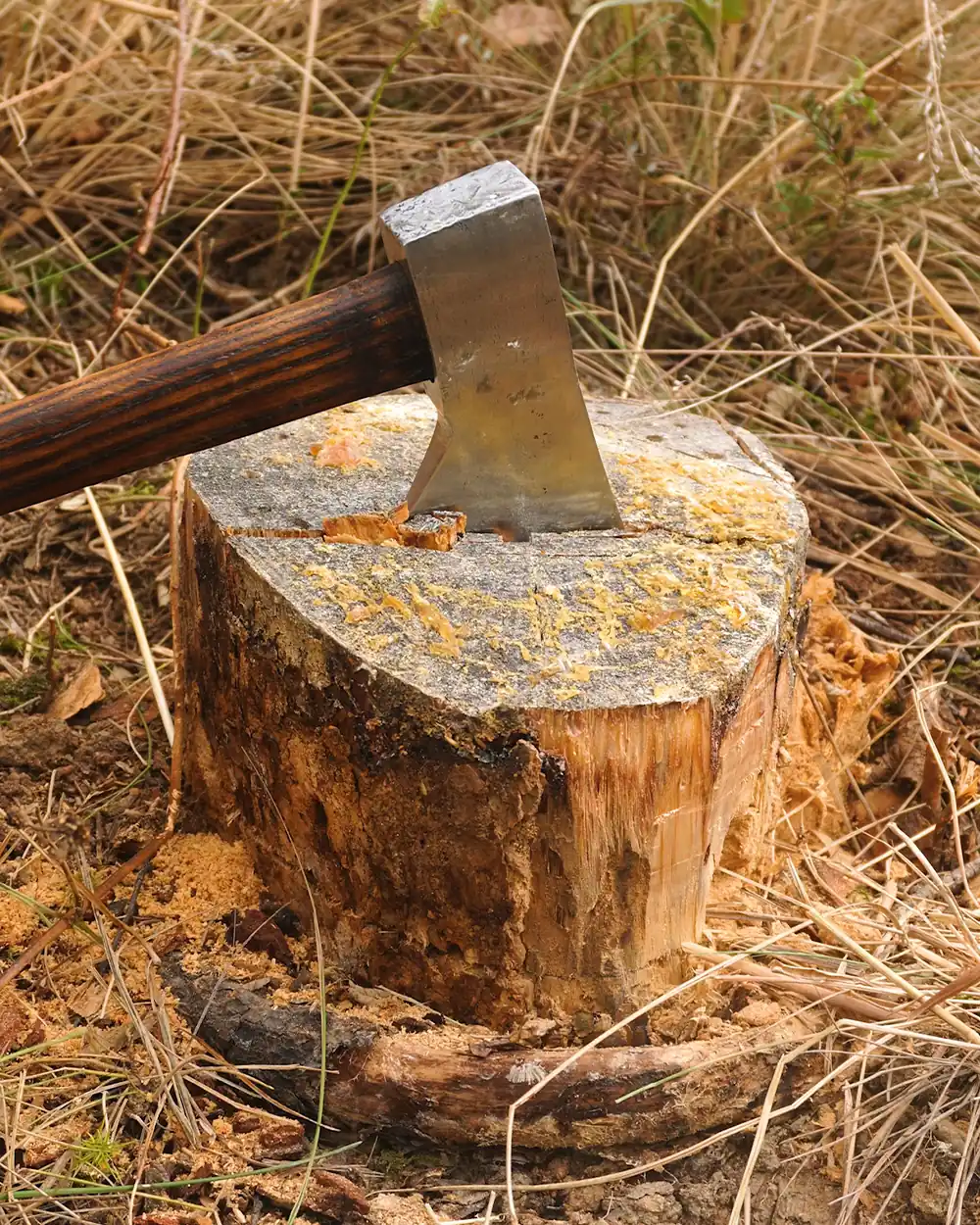 fatwood-resin-pine-tree-stump-bushcraft-lastbush-guide-13