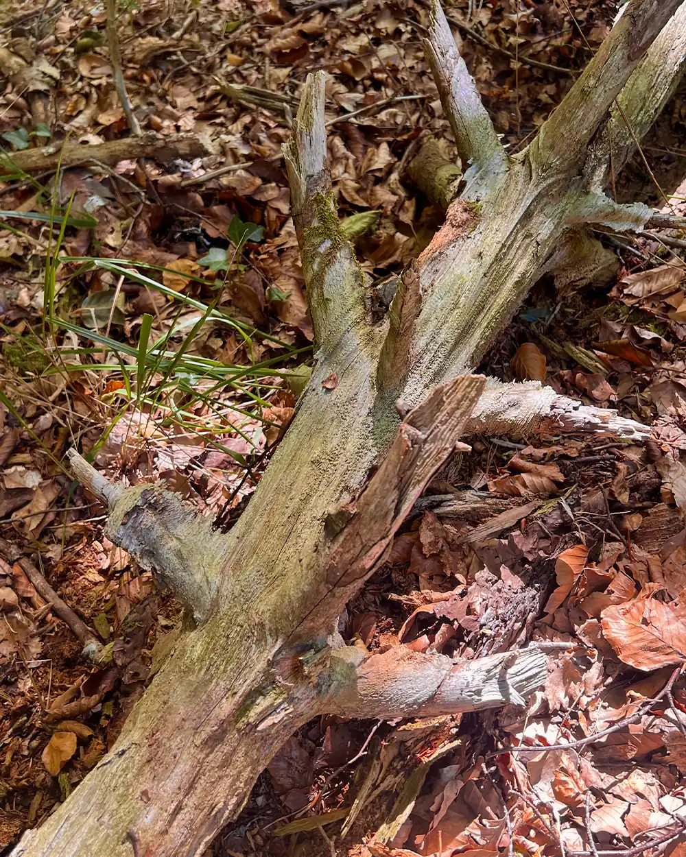 lastbush-survival-how-to-find-fatwood-guide-bushcraft-1