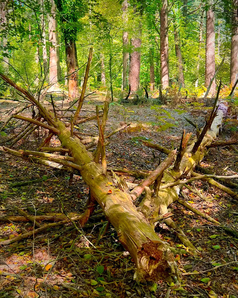 lastbush-survival-how-to-find-fatwood-guide-bushcraft-10