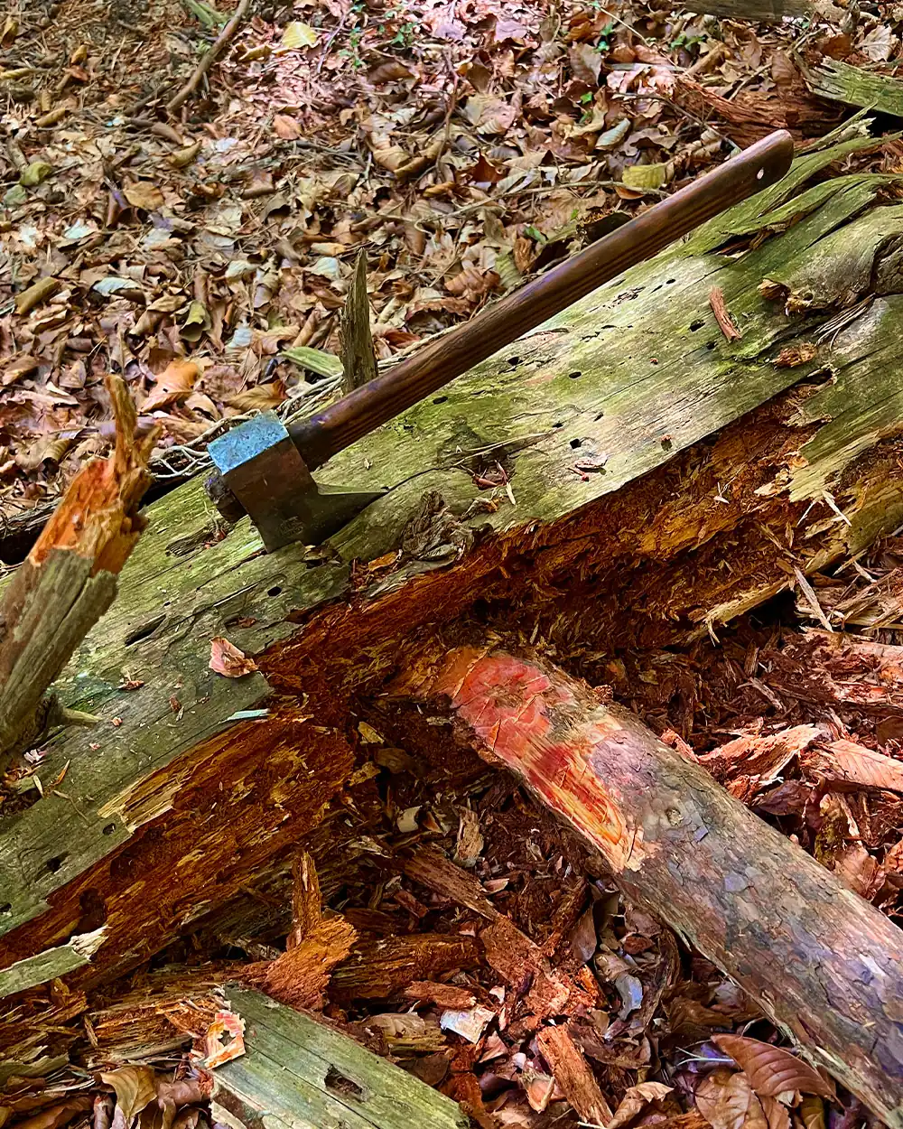 lastbush-survival-how-to-find-fatwood-guide-bushcraft-11