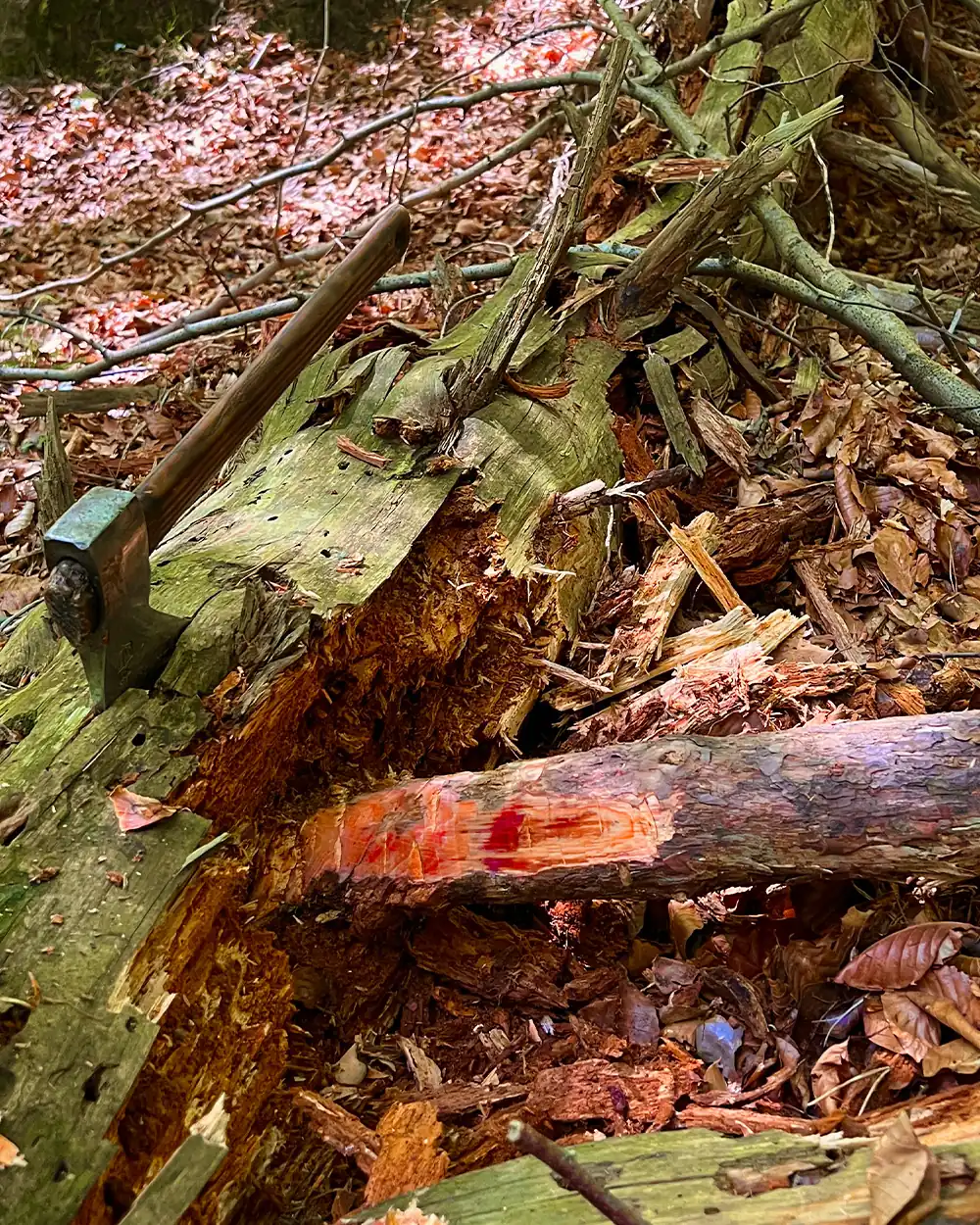 lastbush-survival-how-to-find-fatwood-guide-bushcraft-12