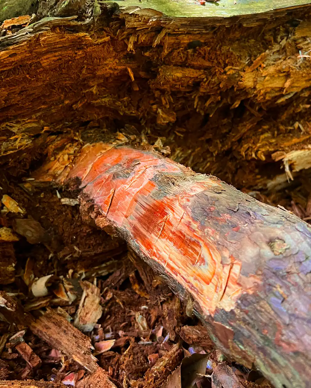 lastbush-survival-how-to-find-fatwood-guide-bushcraft-13