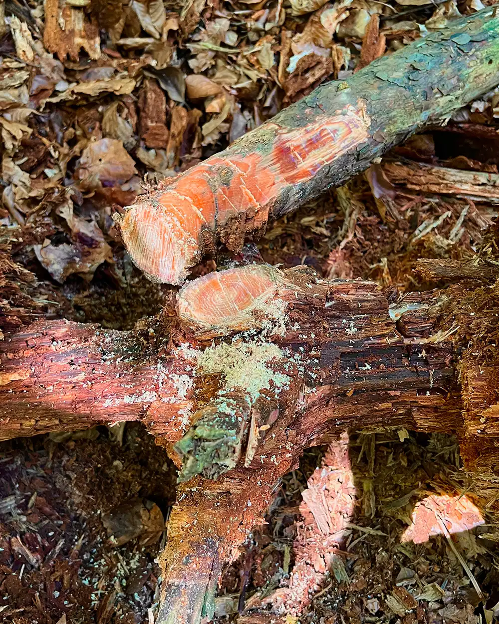 lastbush-survival-how-to-find-fatwood-guide-bushcraft-14