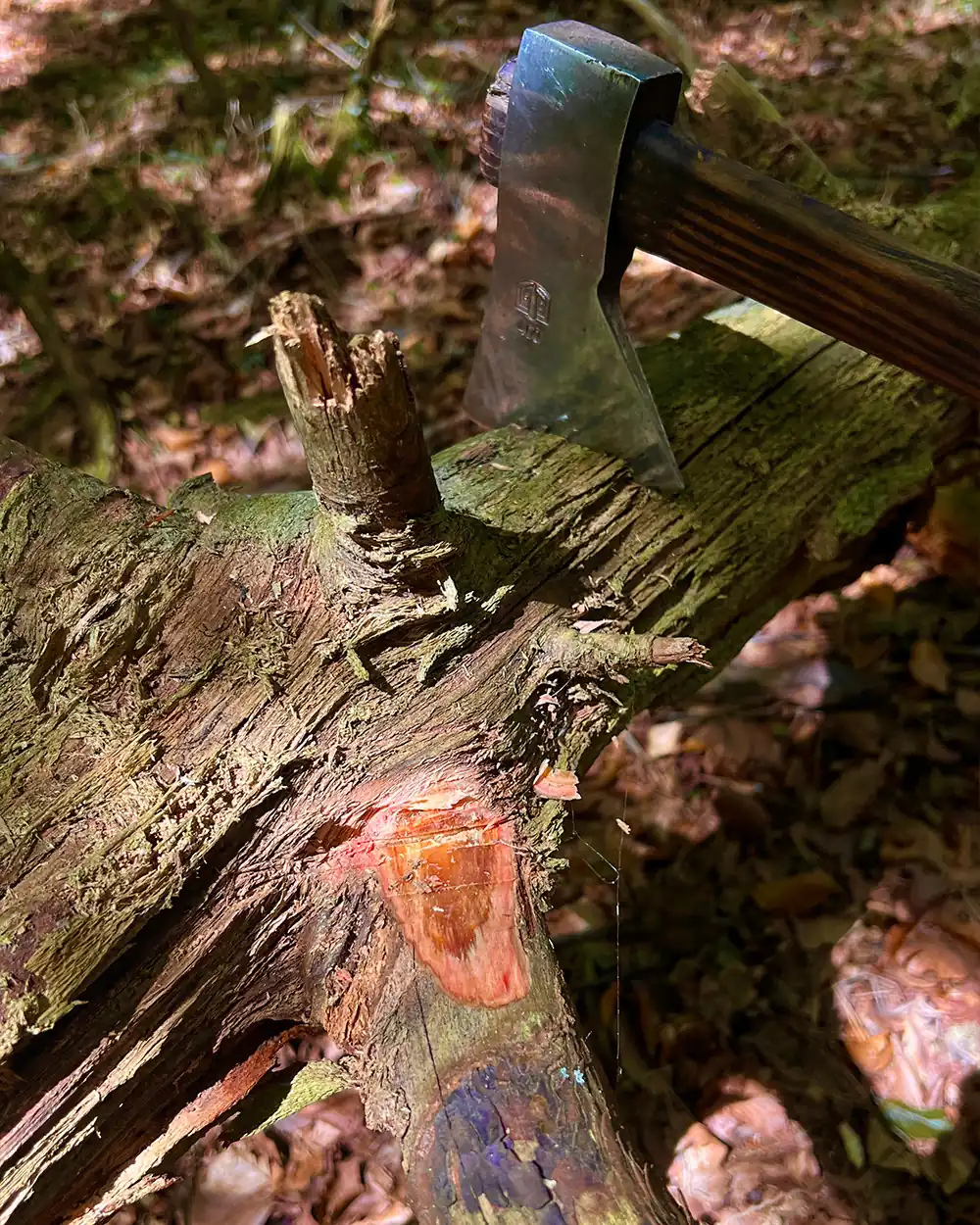 lastbush-survival-how-to-find-fatwood-guide-bushcraft-3
