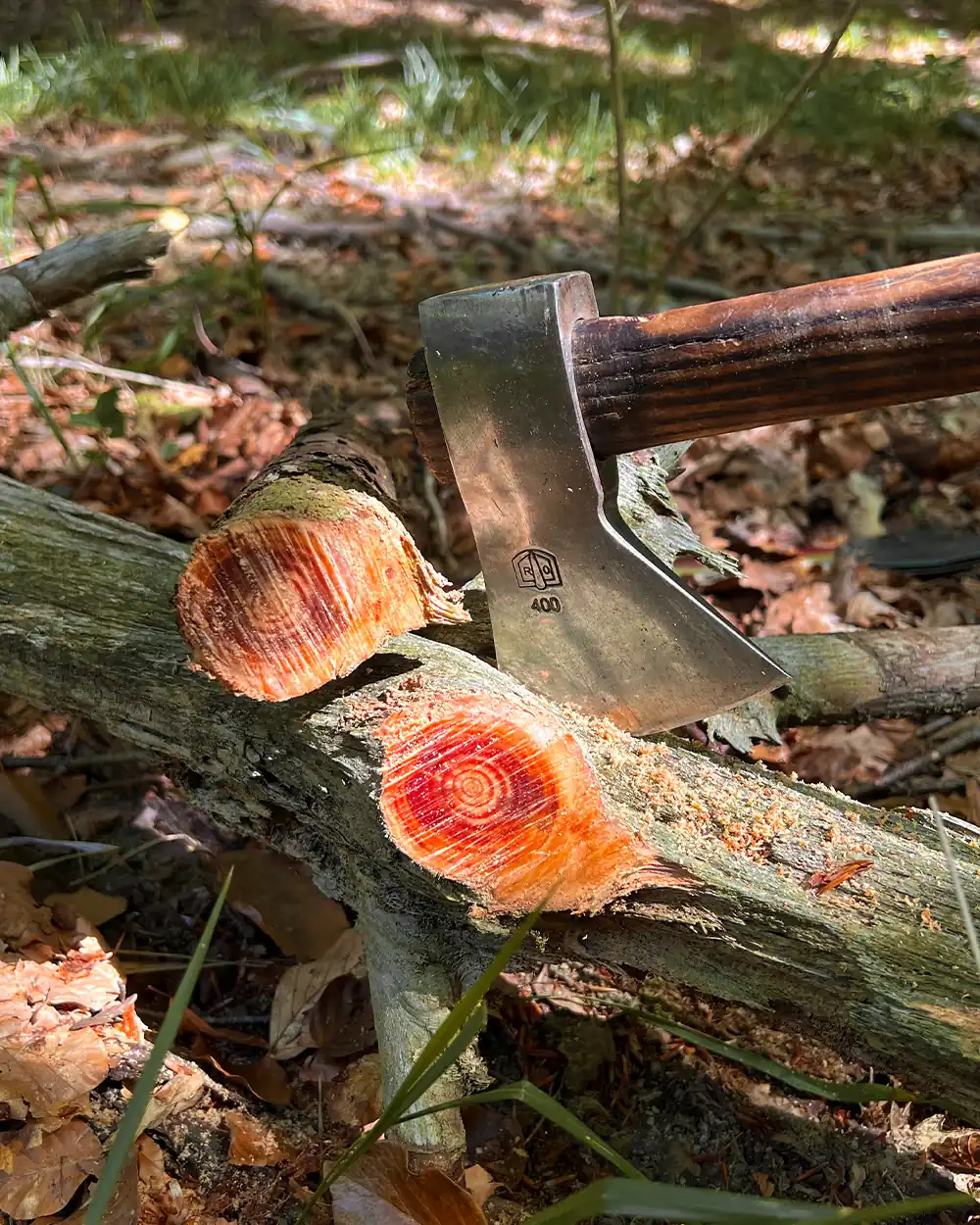 lastbush-survival-how-to-find-fatwood-guide-bushcraft-5