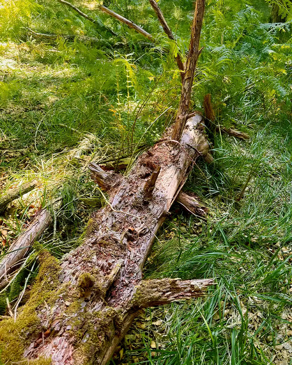 lastbush-survival-how-to-find-fatwood-guide-bushcraft-7