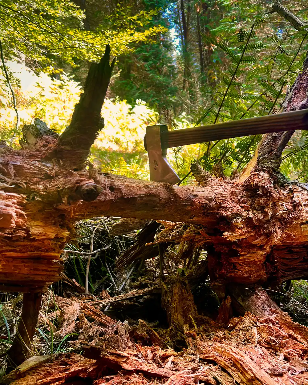 lastbush-survival-how-to-find-fatwood-guide-bushcraft-8