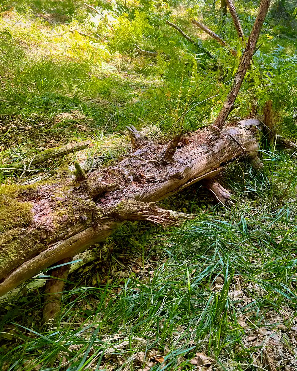 lastbush-survival-how-to-find-fatwood-guide-bushcraft-9